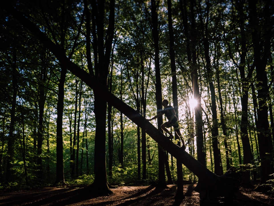 Tree forest nature natural environment