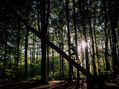 Tree forest nature natural environment Photo