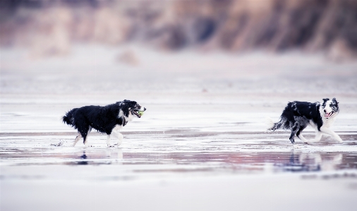 Photo Vertébré
 mammifère chien canidés
