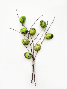 Branch plant twig flower Photo