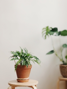 Flowerpot houseplant green plant Photo