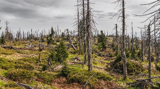 Larix lyalliisubalpine larch tree shortleaf black spruce lodgepole pine Photo