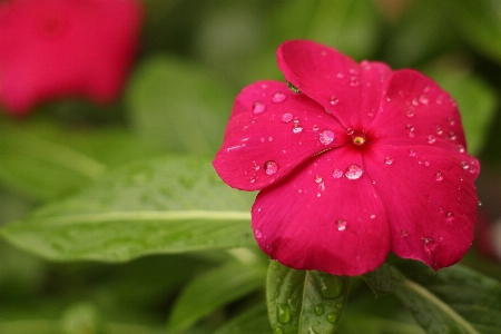 花 開花植物
 花弁 ピンク 写真