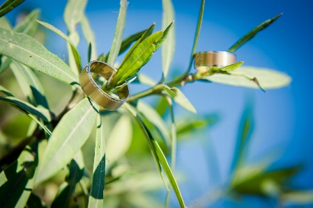 花 植物 叶子 植物茎 照片