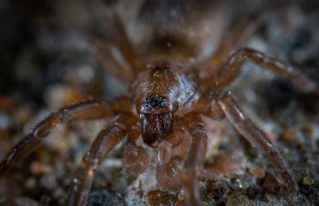 Foto Ragno invertebrato insetto lupo
