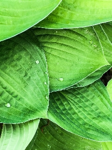 Photo Feuille vert fleur usine