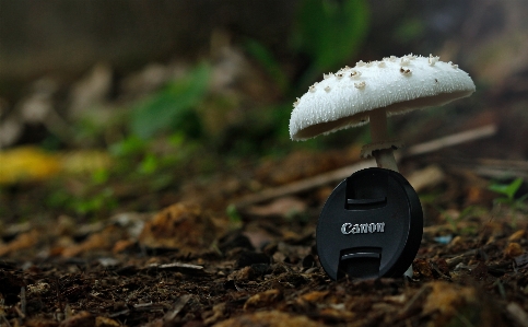 Photo Agaricacées
 champignon sol champignon
