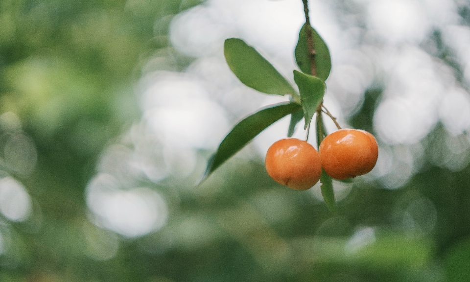 Albero da frutta
 frutta pianta agrumi
