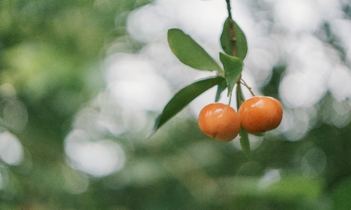 Foto Pohon buah
 buah tanaman jeruk
