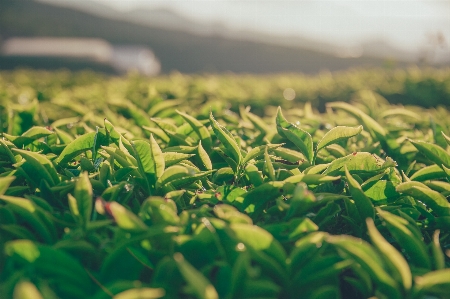 Green plantation leaf tea plant Photo