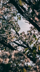 Blume blüte frühling baum Foto