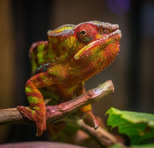 Foto Bunglon
 reptil kadal iguania
