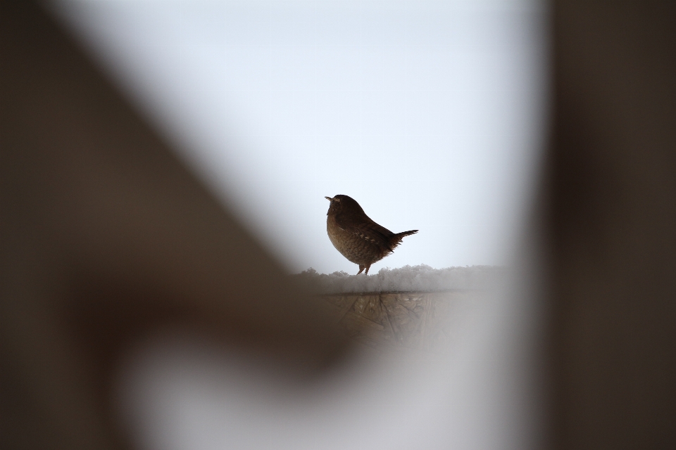 Burung musim dingin putih