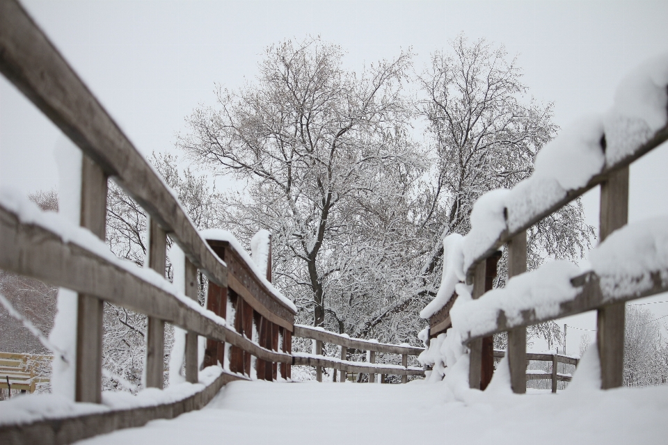 Inverno paesaggio nevicare natura morta innevata
