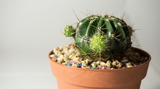 Foto Cacto
 vaso de flores planta casa espinhos