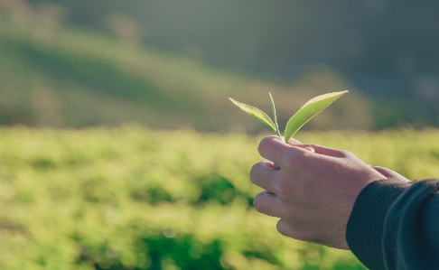 People in nature green leaf hand Photo