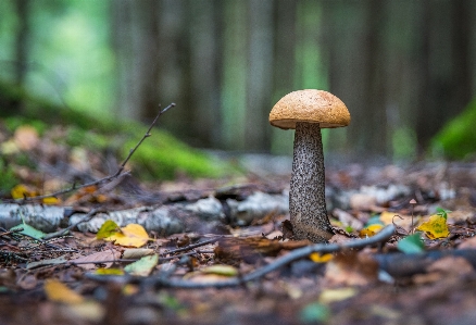 Natural landscape penny bun nature edible mushroom Photo