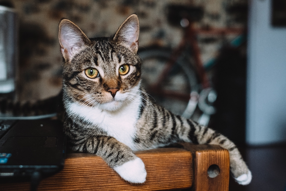 Kucing bertulang belakang
 berukuran kecil hingga sedang
 mamalia