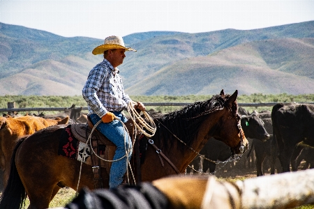 Horse rein ranch wrangler Photo