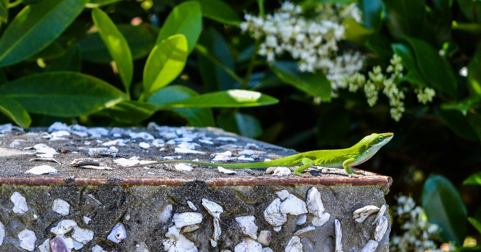 Anole
 kadal reptil hijau