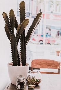 Cactus flowerpot houseplant flower Photo