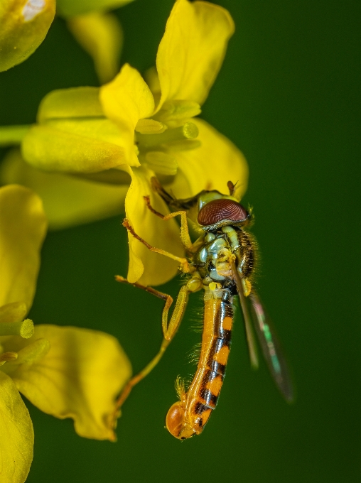 Inseto amarelo invertebrado abelha