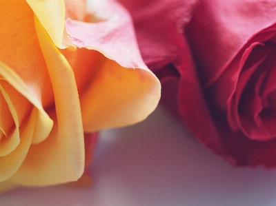 Petal red pink flower Photo