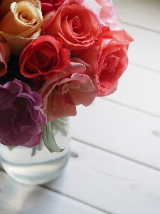 Flower garden roses rose pink Photo