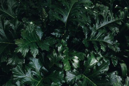 叶子 花 植被 植物 照片