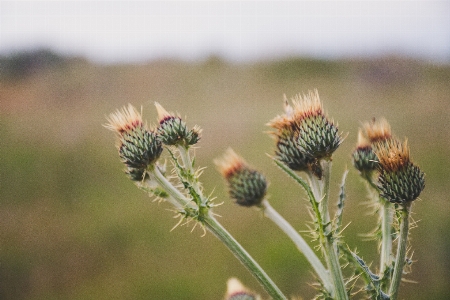 Flower plant burdock vegetation Photo