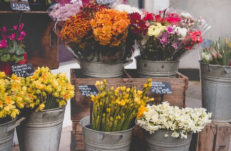 Flower floristry flowerpot plant Photo