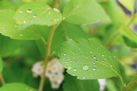 Leaf water green flower Photo