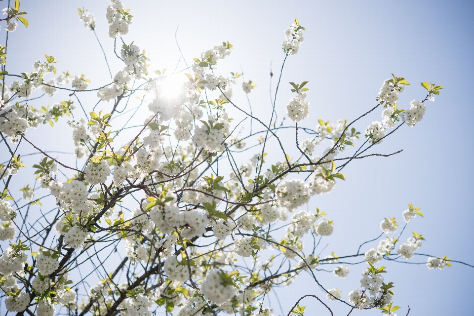 Branch flower tree spring