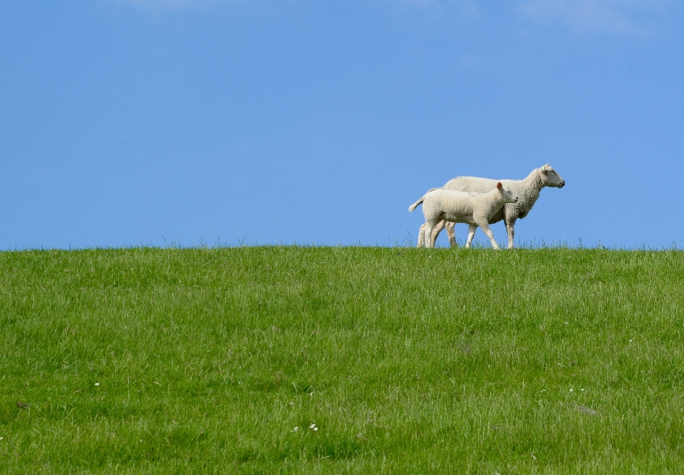 Pasture grassland meadow grazing