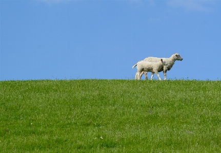 Pasture grassland meadow grazing Photo