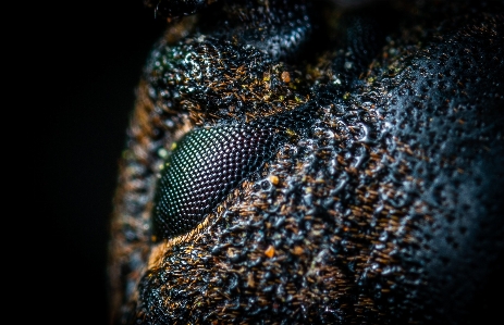 Insect macro photography close up eye Photo