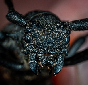 Insect invertebrate beetle close up Photo