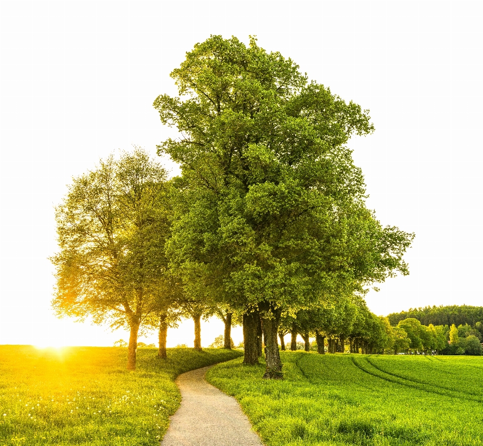 Arbre paysage naturel
 vert nature