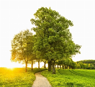 木 自然の風景
 緑 自然 写真