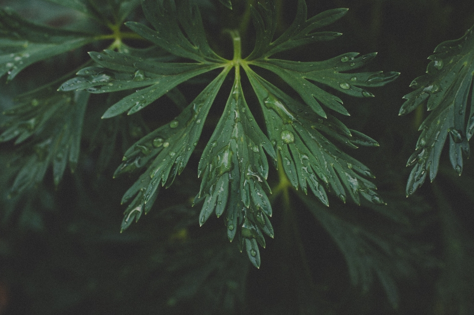 Leaf green plant tree