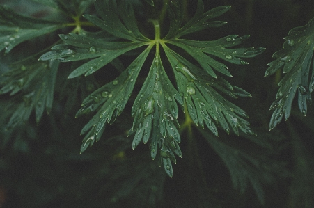 Leaf green plant tree Photo