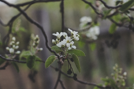 Blume anlage baum frühling Foto