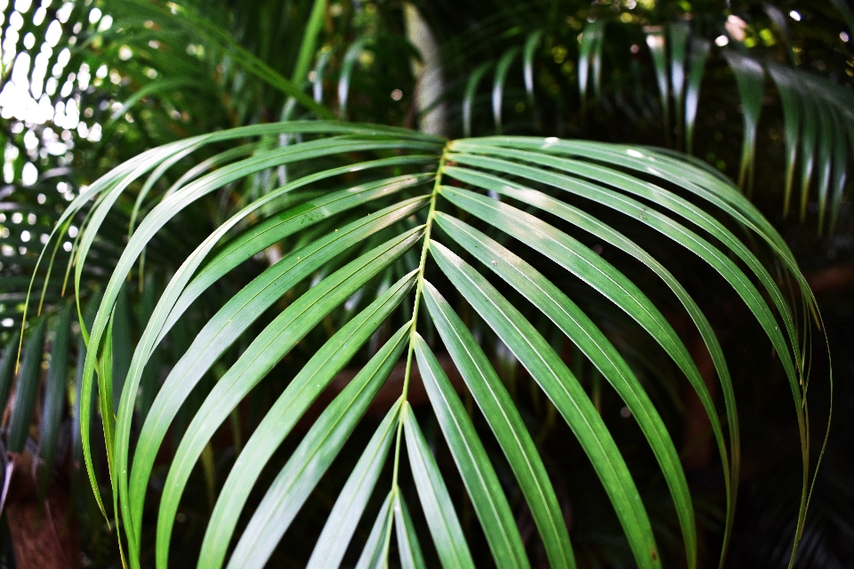 Vegetación verde hoja planta terrestre
