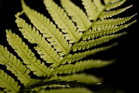 Foto Tanaman terestrial
 daun tumbuh-tumbuhan vaskular
