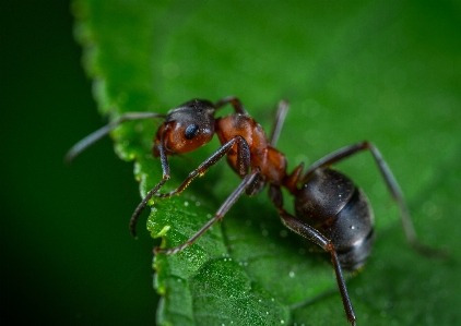 Insect pest ant carpenter Photo