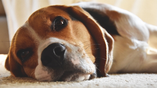 Foto Anjing mamalia bertulang belakang
 ras anjing
