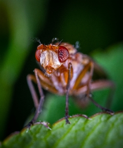 Insect drosophila melanogaster macro photography pest Photo