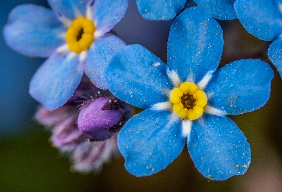 花 開花植物
 青 水は私を忘れない
