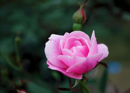 Flower flowering plant petal pink Photo