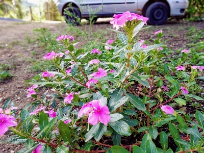 花 自然 玫瑰 开花植物 照片